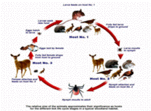 Image of the Life Cycle of the Tick